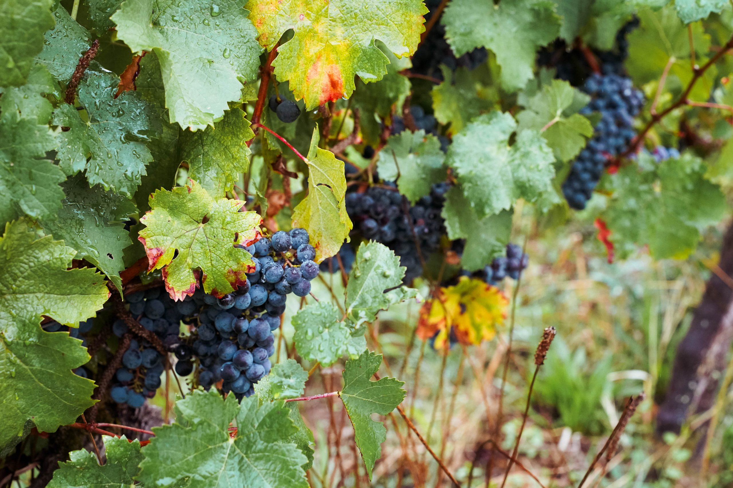 Lire la suite à propos de l’article Comment choisir ou offrir ses bouteilles de vin pour les fêtes de fin d&rsquo;années ?